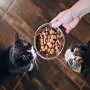 Можно ли кормить кота только сухим кормом: что думают ветеринары